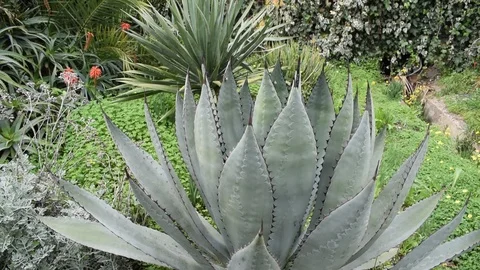 CACTUS 库存影片 125146932