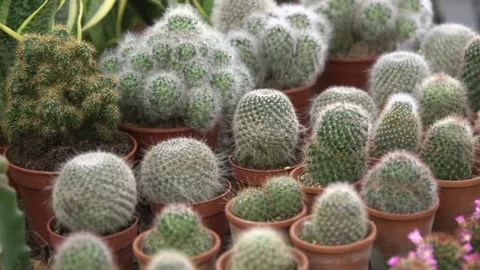 Cactus Stock Footage 146166440