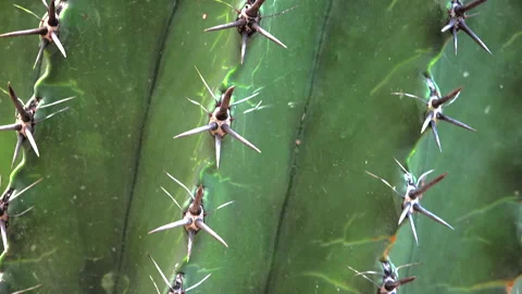 Cactus Stock Footage 150587170