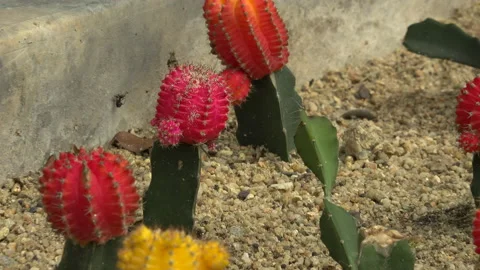 Cactus Stock Footage 150587407