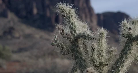 Cactus Stock Footage 166648228