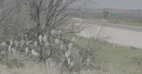 Cactus Stock Footage 168213864