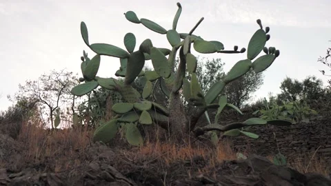 Cactus Stock Footage 169858495