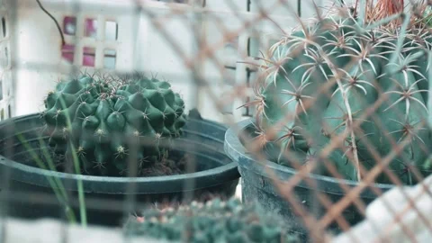 Cactus Vídeos de archivo 205515870