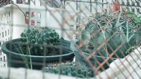 Cactus Stock Footage 205515921
