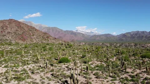 Cactus Video stock 245478529