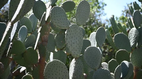 Cactus Vídeos de archivo 326363166