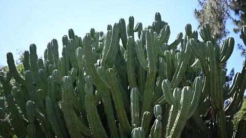Cactus Stock Footage 326363219