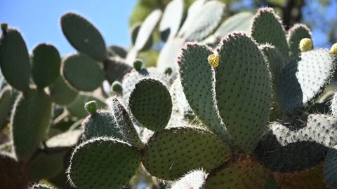 Cactus Stock Footage 326363237