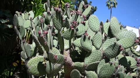Cactus Stock Footage 326363238