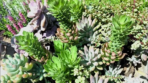 Cactus Stock-Footage 334119192