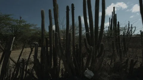Cactus forest Video stock 87707919