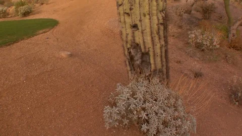 Cactus in front of blue sky desert Arizona New Mexico cacti A Stock Footage 125277985