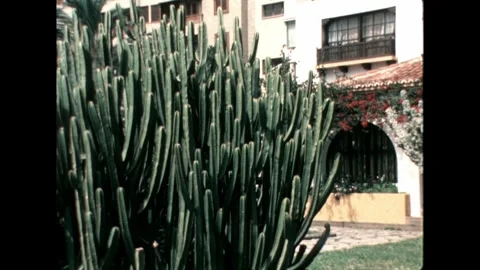 Cactus in Front of Building Video stock 278331854