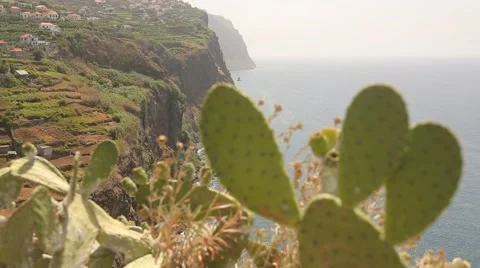 Cactus in front of a cliff line on Madeira, Portugal Stock Footage 58580133
