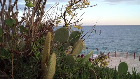 Cactus in front of sea Stock Footage 84315907