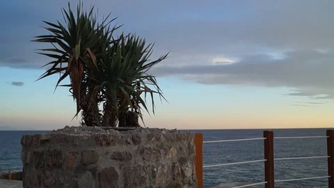 Cactus in front of sea2 스톡 동영상 84315903