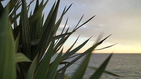 Cactus in front of sea3 스톡 동영상 84315905