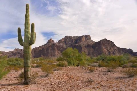 Cactus in front of Signal Peak, Arizona, USA Stock Photos
