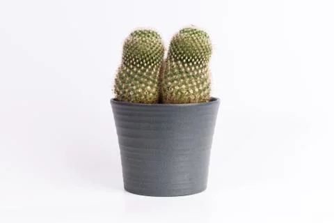 Cactus front view in gray ceramic pot isolated on white background Stock Photos