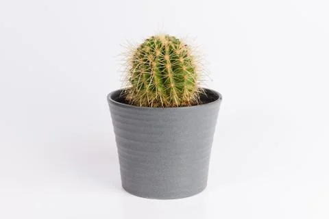 Cactus front view in grey ceramic pot isolated on white background Stock-Fotos