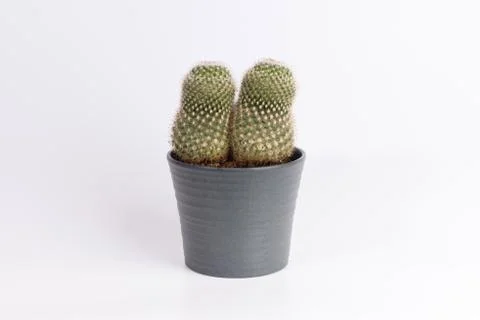 Cactus front view in grey ceramic pot isolated on white background Stock Photos
