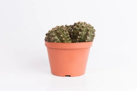 Cactus front view in grey ceramic pot isolated on white background Stock Photos