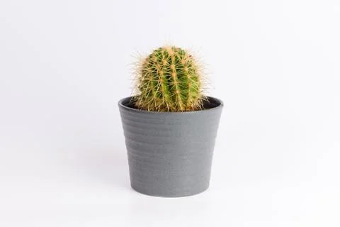 Cactus front view in grey ceramic pot isolated on white background Foto stock