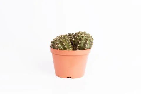 Cactus front view in grey ceramic pot isolated on white background Stock Photos