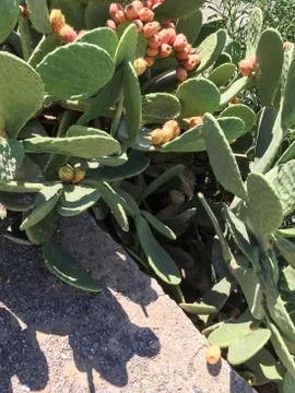Cactus fruit background unit isolate Stock Photos