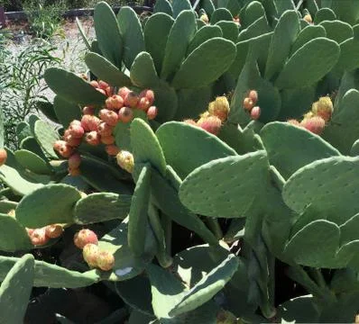 Cactus fruit background unit isolate Stock Photos