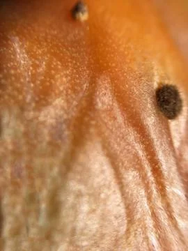 Cactus fruit background unit isolate Stock Photos