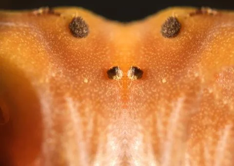 Cactus fruit background unit isolate Stock Photos