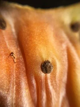 Cactus fruit background unit isolate Stock Photos