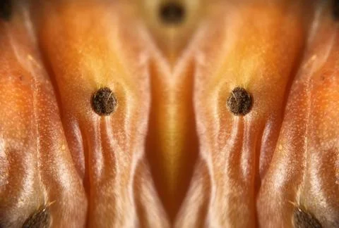 Cactus fruit background unit isolate Stock Photos