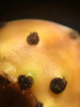 Cactus fruit background unit isolate Stock-Fotos