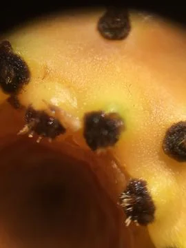 Cactus fruit background unit isolate Stock Photos