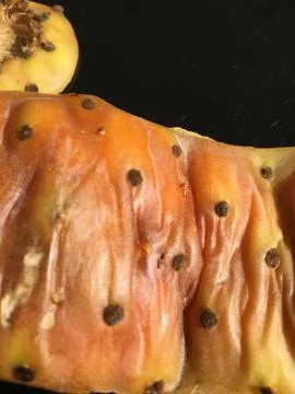 Cactus fruit background unit isolate Stock Photos