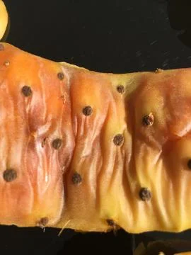 Cactus fruit background unit isolate Stock Photos