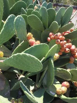 Cactus fruit background unit isolate Stock Photos