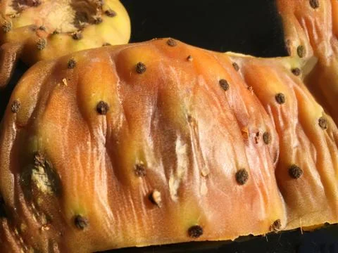 Cactus fruit background unit isolate Stock-Fotos