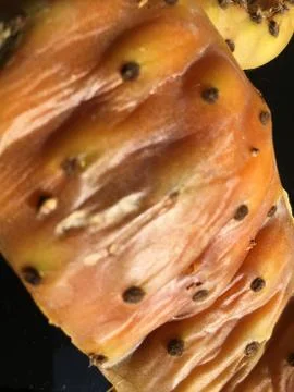 Cactus fruit background unit isolate Stock Photos