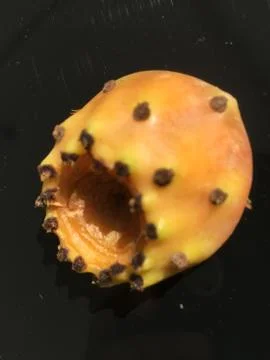 Cactus fruit background unit isolate Stock Photos