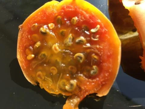 Cactus fruit background unit isolate Stock Photos