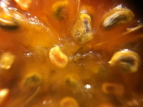 Cactus fruit background unit isolate Stock Photos