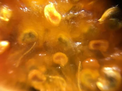 Cactus fruit background unit isolate Stock Photos