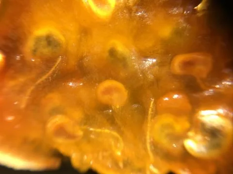 Cactus fruit background unit isolate Stock Photos