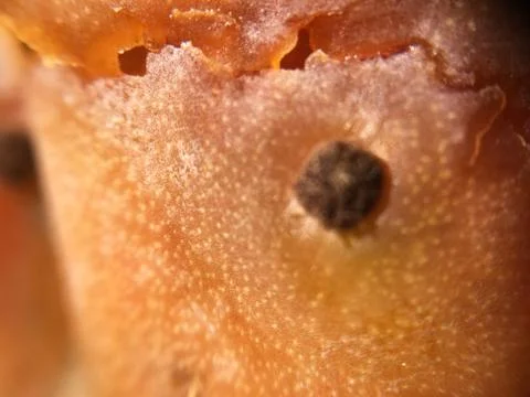 Cactus fruit background unit isolate Stock-Fotos