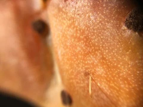 Cactus fruit background unit isolate Stock Photos