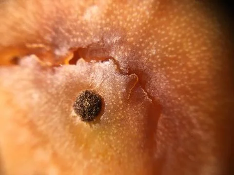 Cactus fruit background unit isolate Stock Photos